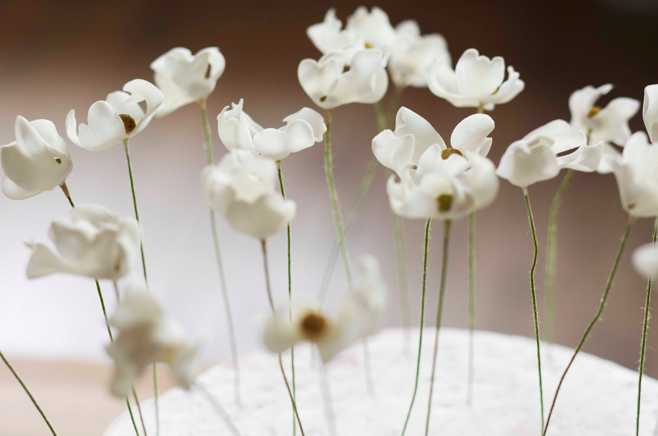 Vegan Dogwood Sugar Flowers