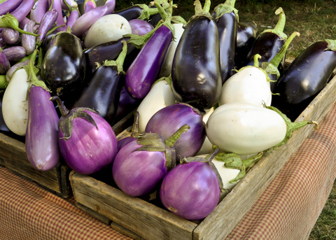 Mixed eggplants grow well in containers.