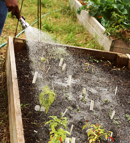 Watering a Garden Bed