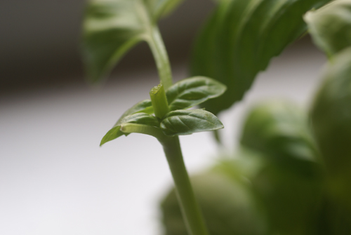 Pruned Basil Leaf