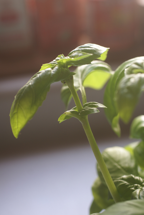 Basil Leaves