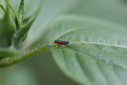 leaf hopper insect on a leaf