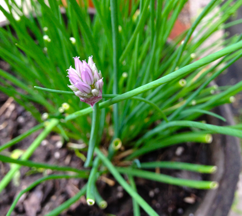 Chives