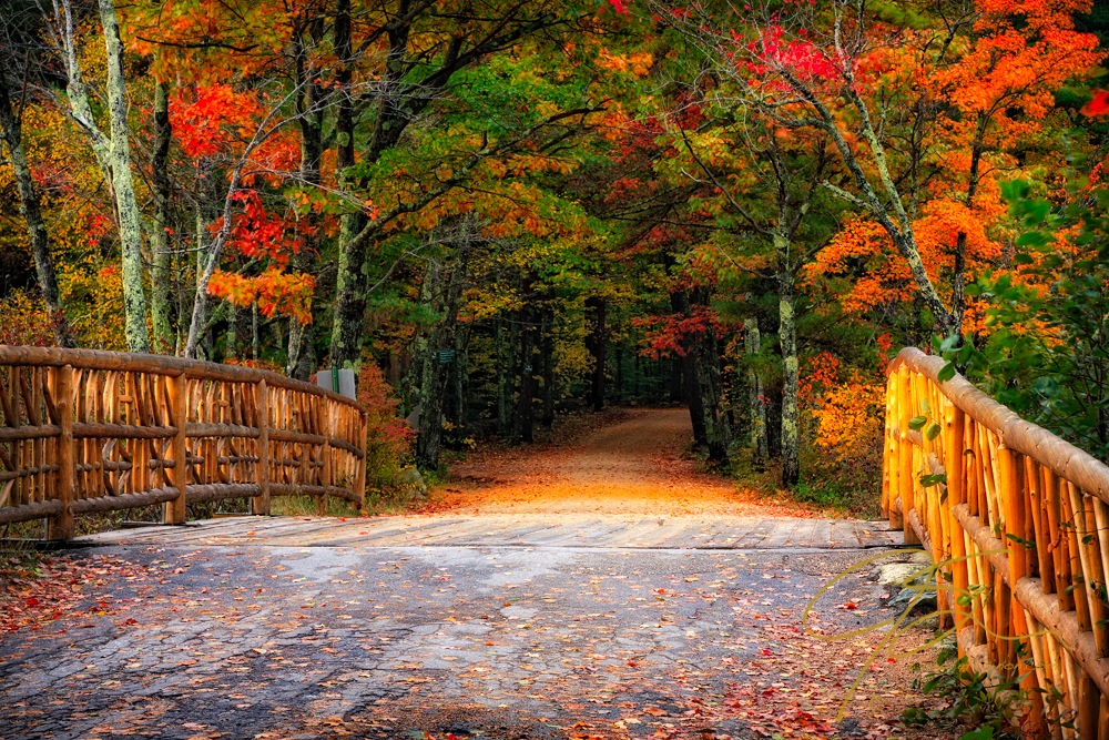 Winding forest road in autumn 