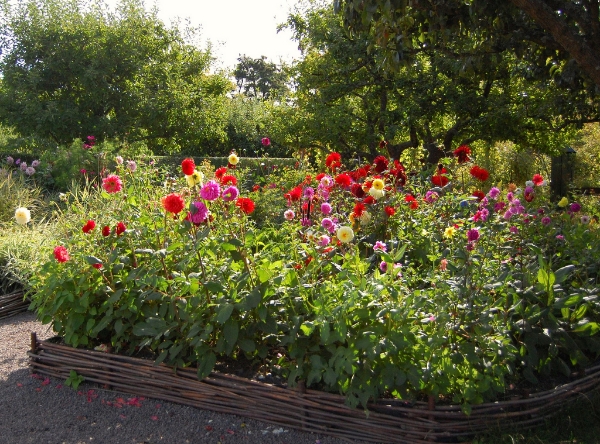 dahlia flower garden