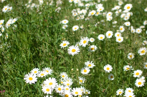 daisies