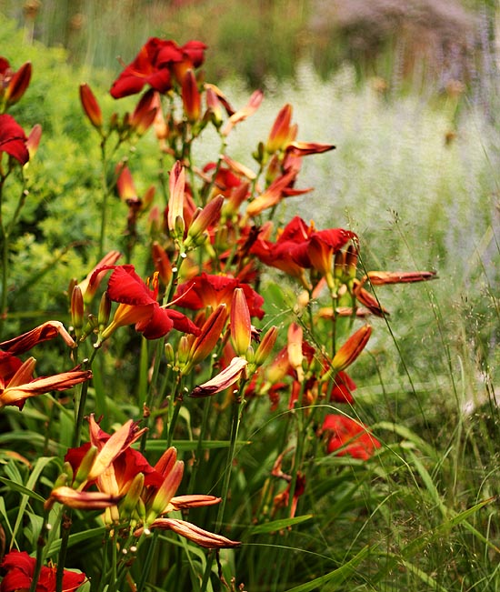 Daylilies 