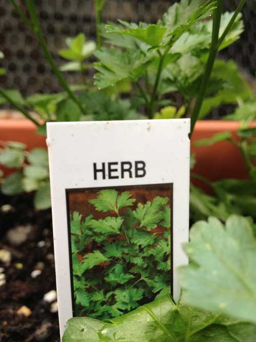 parsley growing in a window box