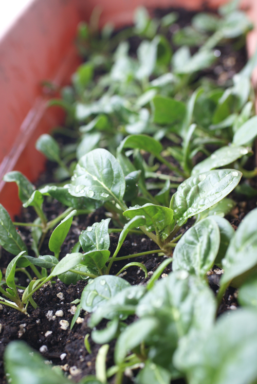 spinach growing in a window box