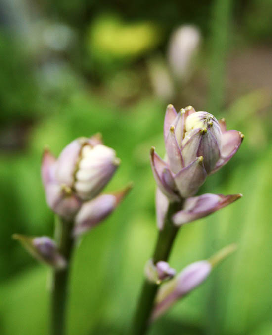 hosta flowers