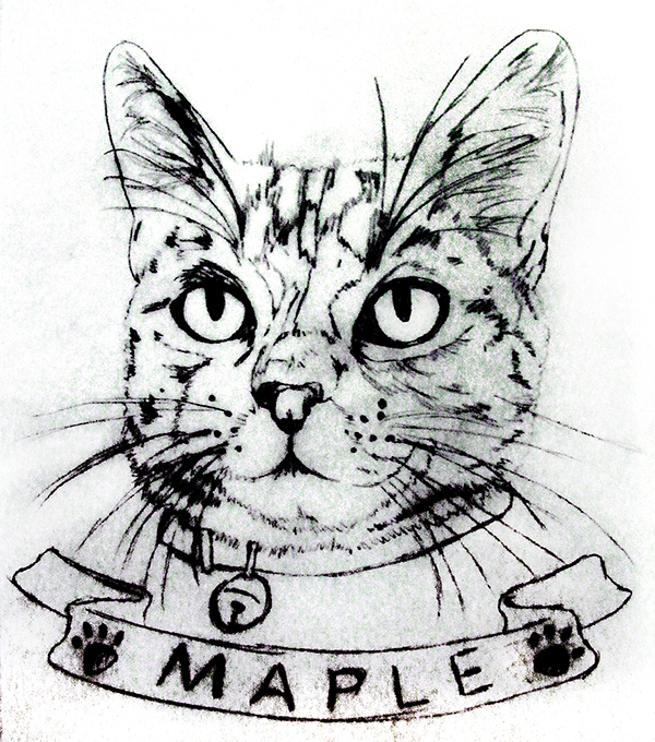 Pencil sketch of tabby cat with 'maple' written below