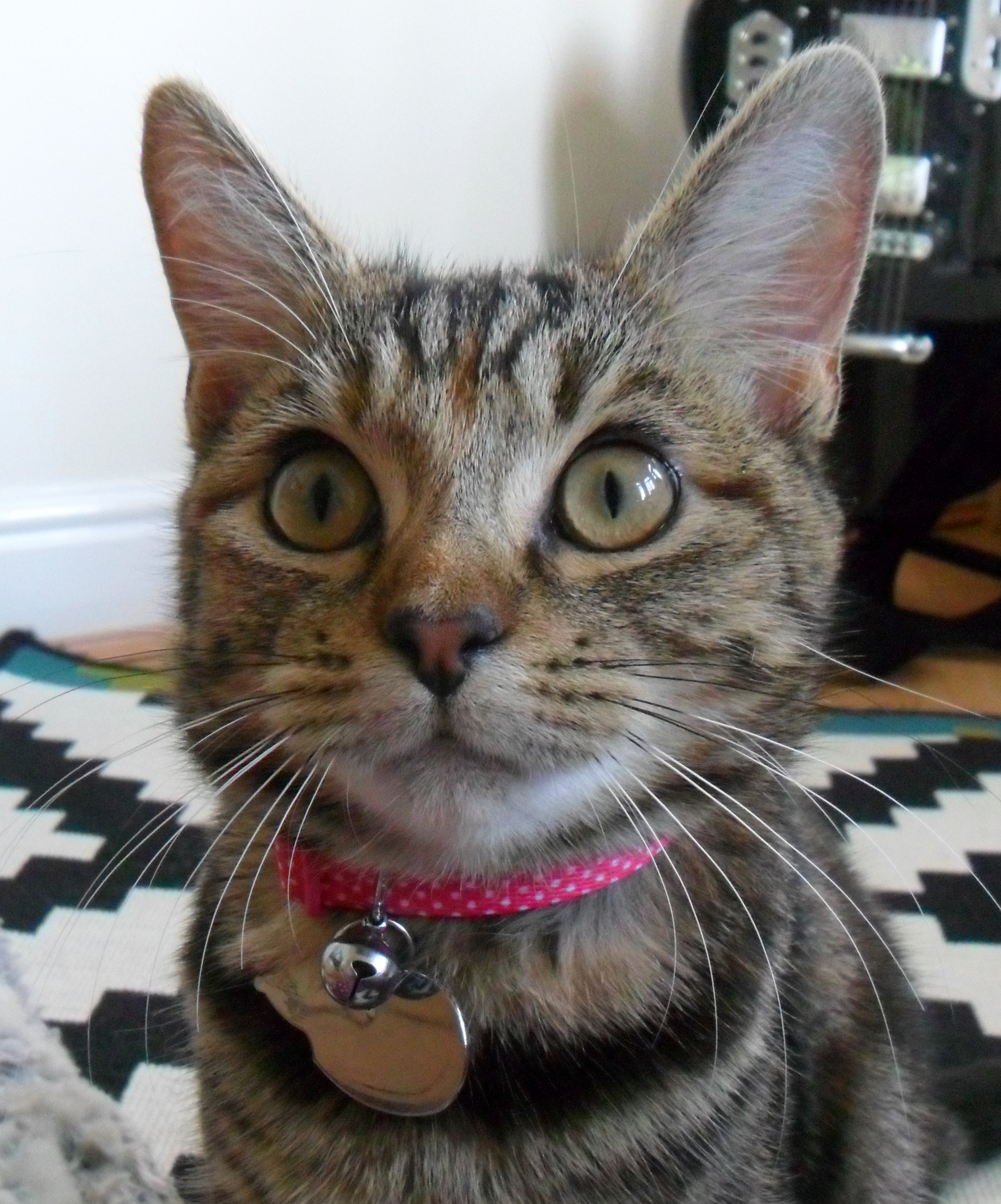 Photograpf of tabby cat in a pink collar