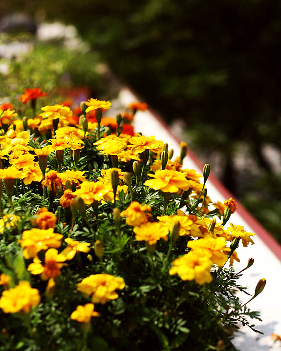 yellow marigold flowers