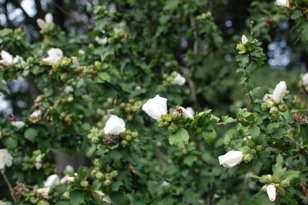 white mallow flower