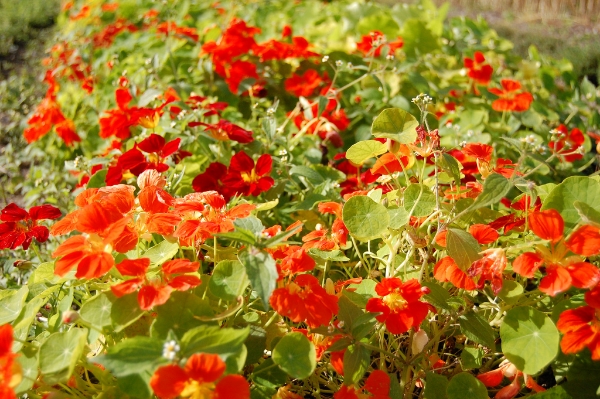 orange nasturtium flowers in an edible flower garden