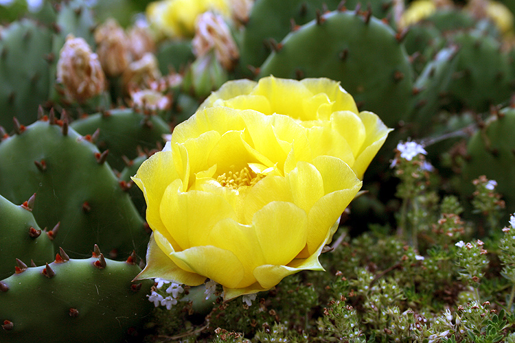 Prickly Pear Cactus