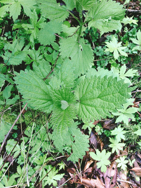 Garden of fresh nettles