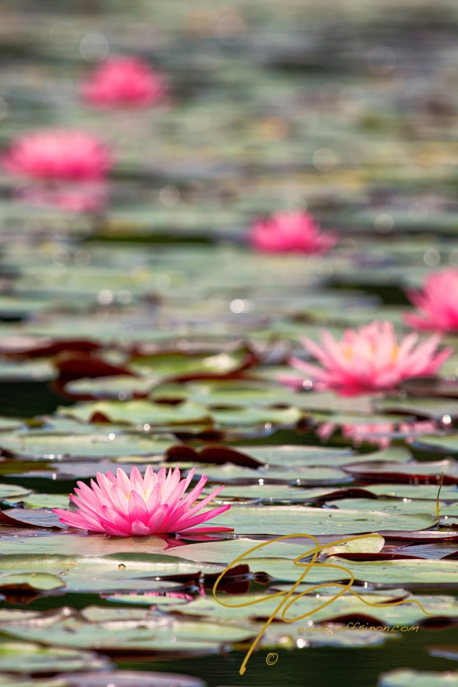 Lily pond with blooming pink flowers