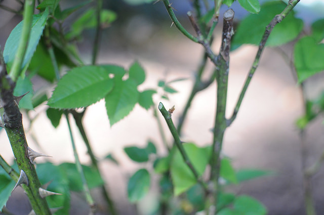 Pruned Rose Stem