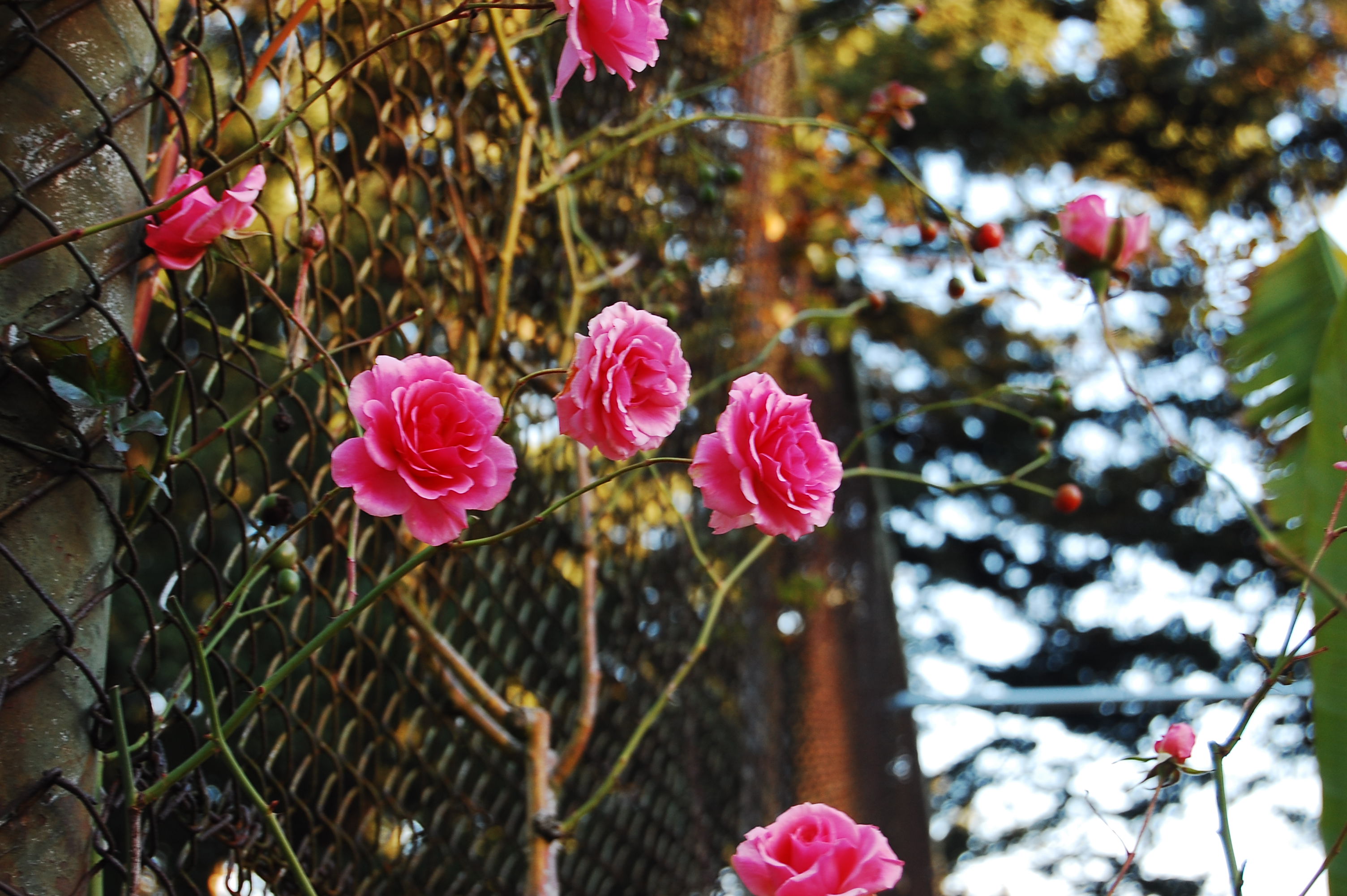 Pink Climbing Roses