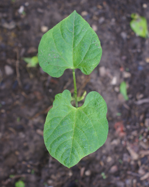 Organic Seedling - Growing an Organic Garden on Craftsy.com