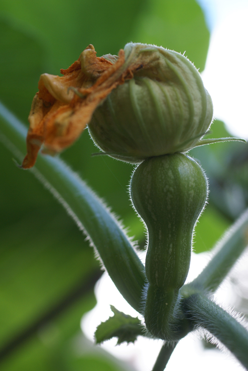 Squash Flower