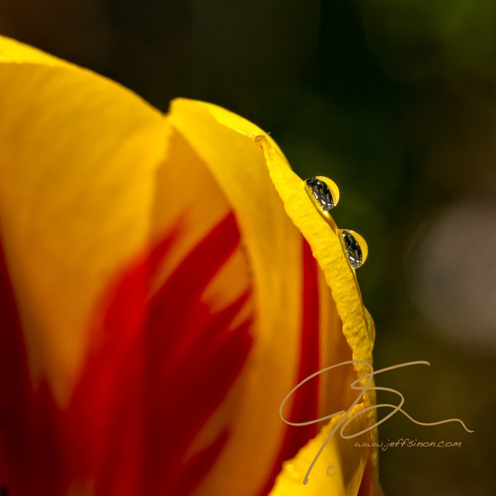 Raindrops on a tulip petal 