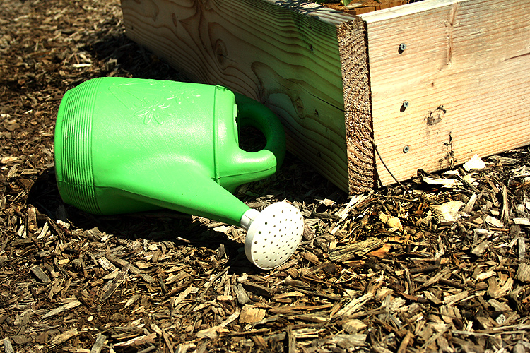 Watering can in the garden