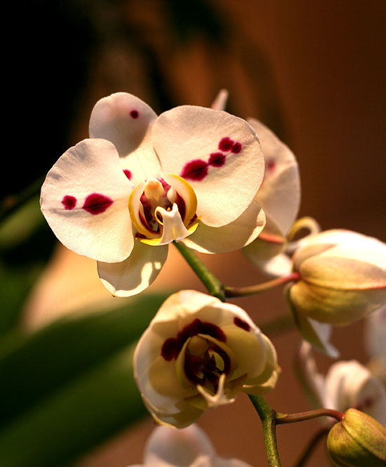 White orchid