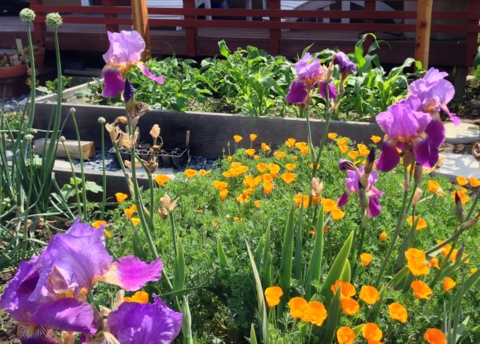 Iris and California poppies grow near corn, lettuce and onions in this edible garden plan