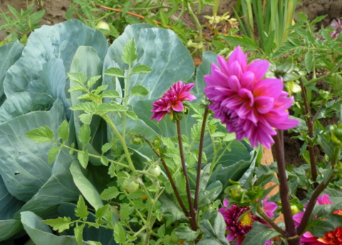 Mix vegetable and flower gardens. Here are cabbages, tomatoes and dahlia flowers planted together.