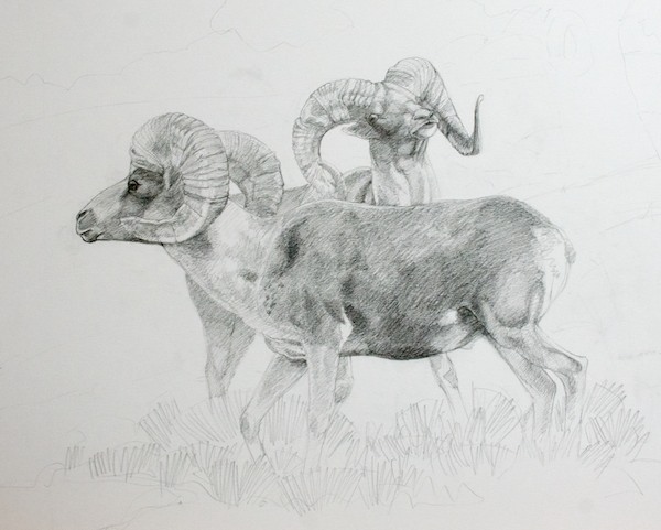Preliminary Sketch of Ram 