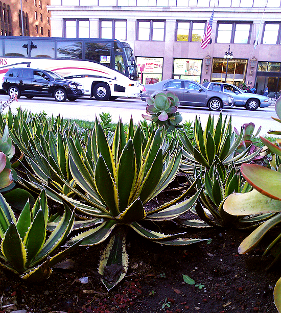 Agaves growing in Chicago