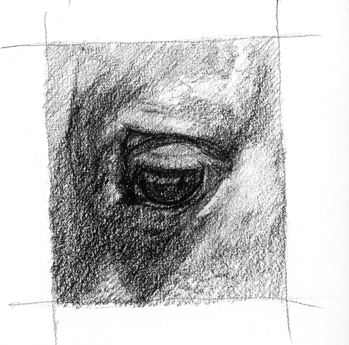 Upclose sketch of a horse's eye