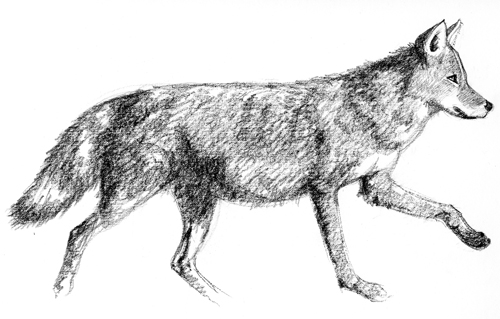 Drawing of a wolf