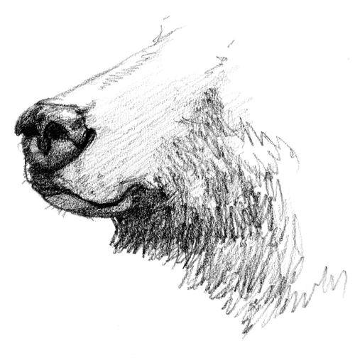 Drawing of a grizzly bear's nose