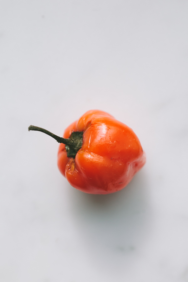 Habanero pepper