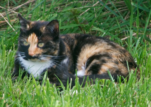 Photo of a tabby cat