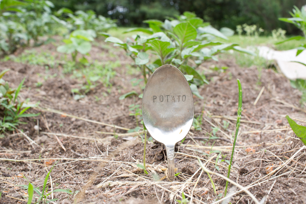 Potato Garden Marker Made from a Silver Spoon