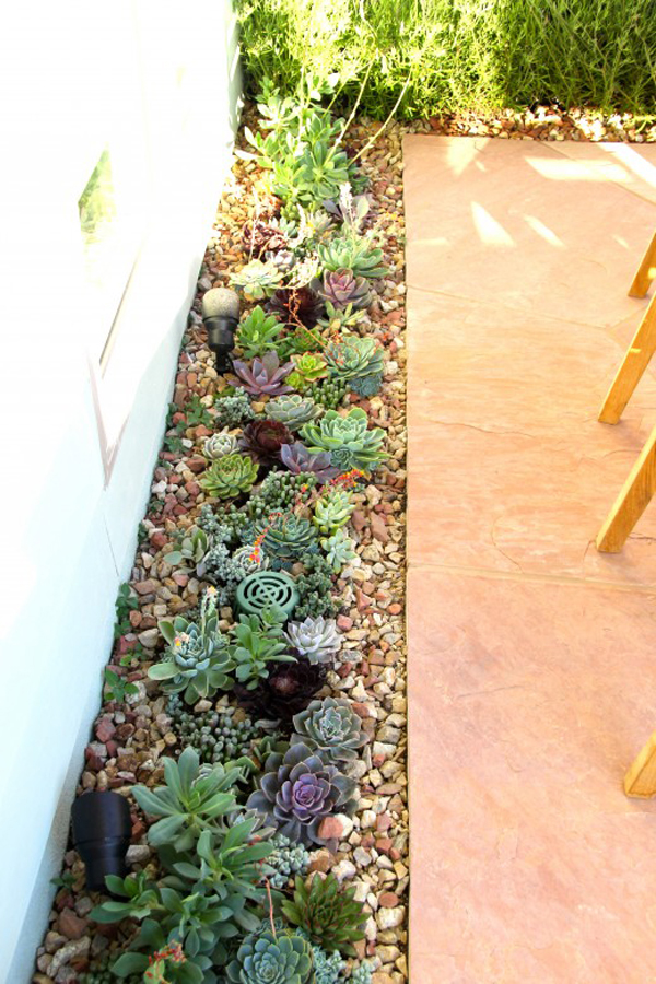 Succulent and herb patio garden