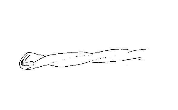 Drawing of a single cotton fiber