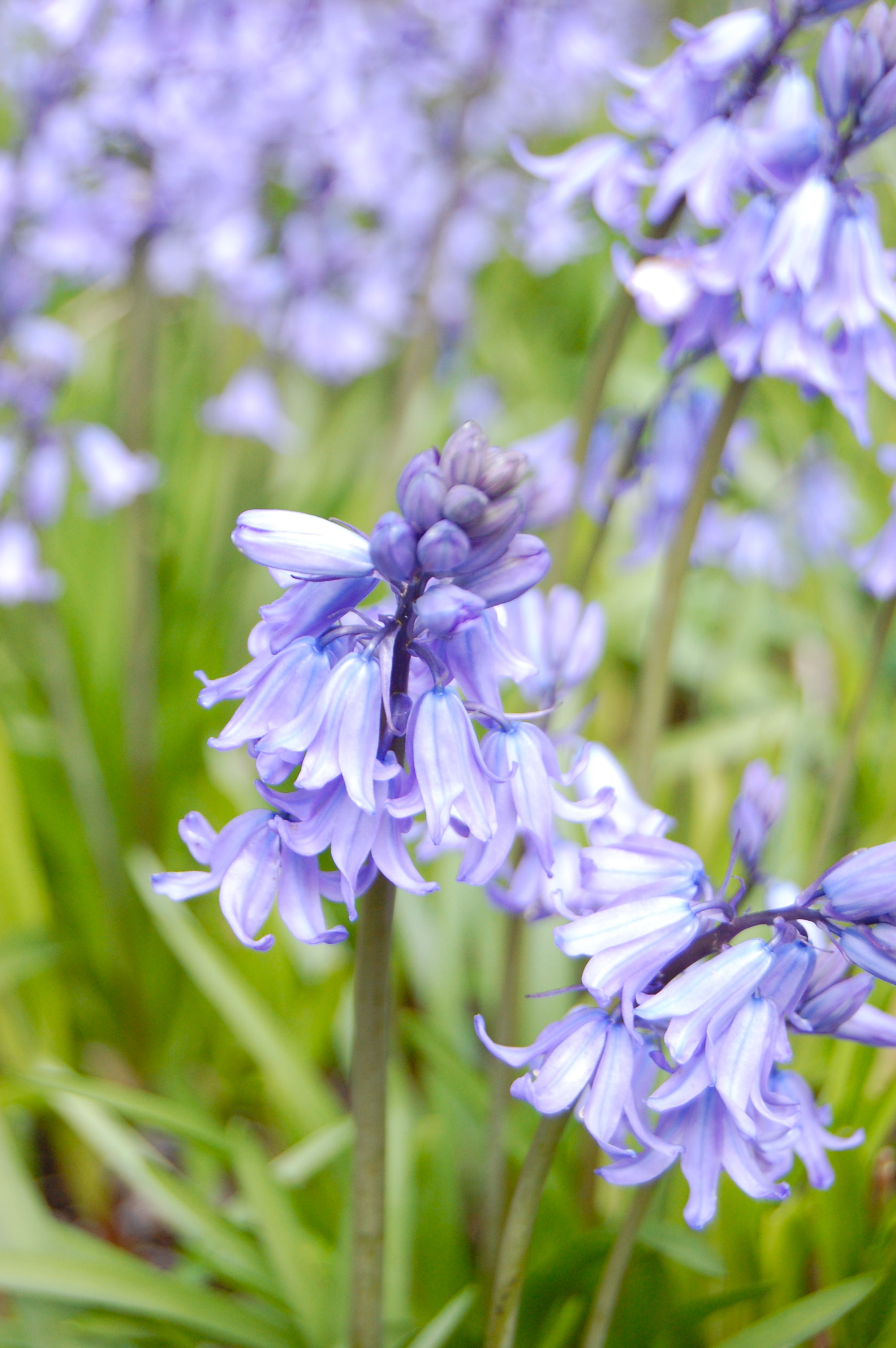 Spanish Bluebell