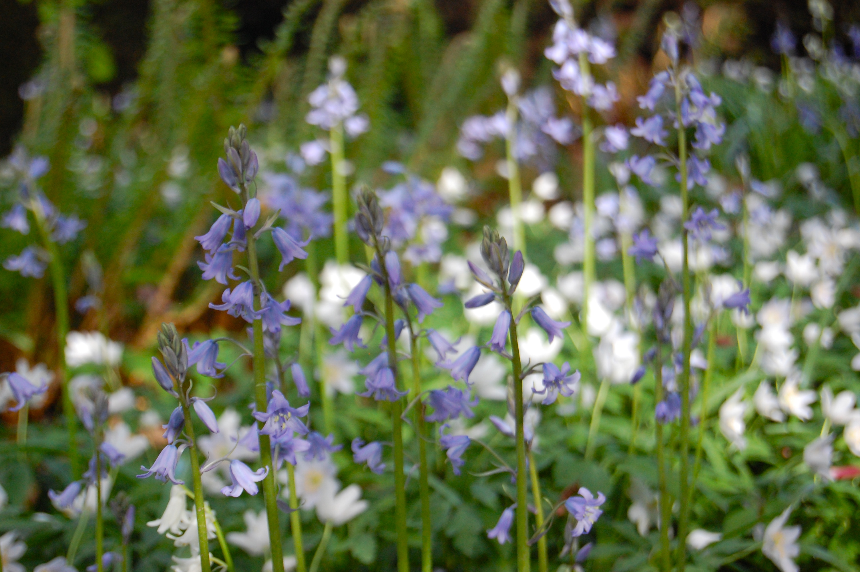 Bluebells