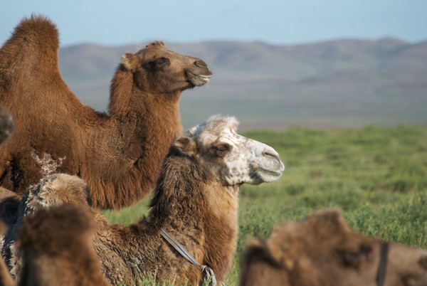 Reference photo fo a Bactrian camel in Mongolia