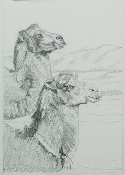 Sketch of Two Mongolian Camels 