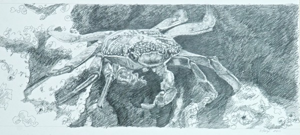 Final Sketch of Crab prior to painting