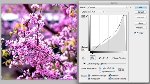 After adjusting curves of the flower image in Photoshop