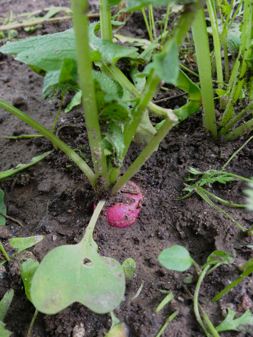 Radish