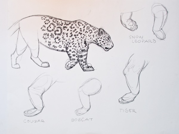 Reference sketch of a jaguar 