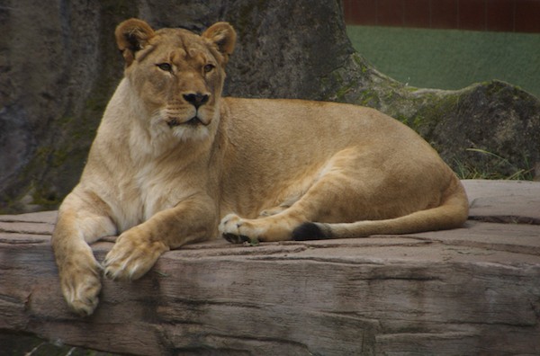 Image of a lioness